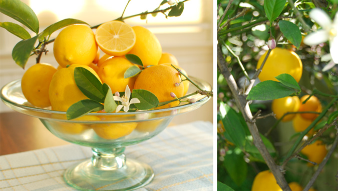 Post image for Meyer Lemon Giveaway Winner and Garden Update