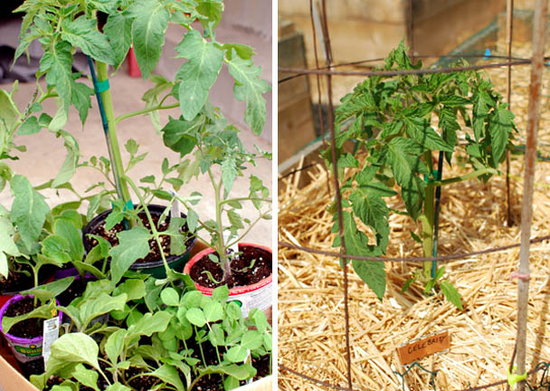 Post image for When Does “Growing Your Own” Become Too Expensive?