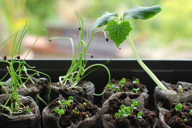 Post image for Garden Update; Breaking Even with the Monsters