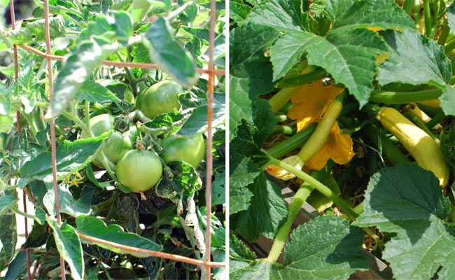 Post image for Garden Update-Have I Won the Battle?
