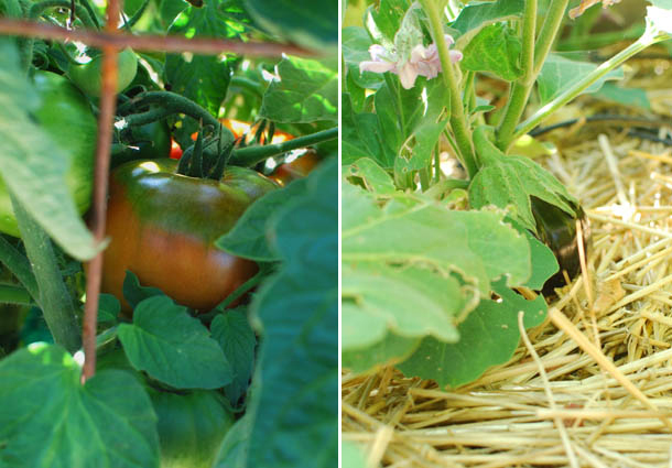 Post image for Garden Update; Preserving the Harvest