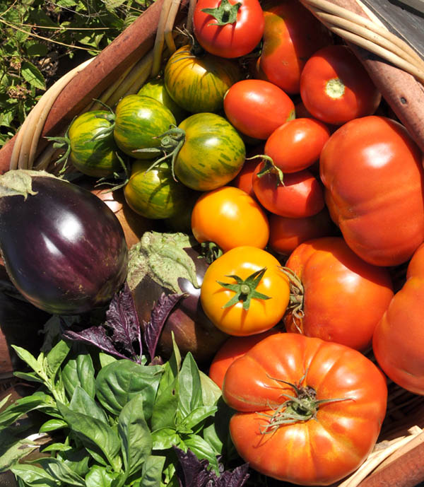 Post image for Garden Update; Checking the Yields