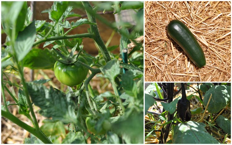 Post image for Summer Garden 2012
