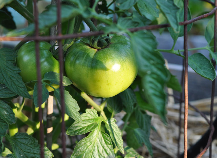 Post image for Summer Garden 2013- What’s Growing?