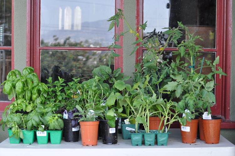 Formerchef.com Garden 2014-What's growing?