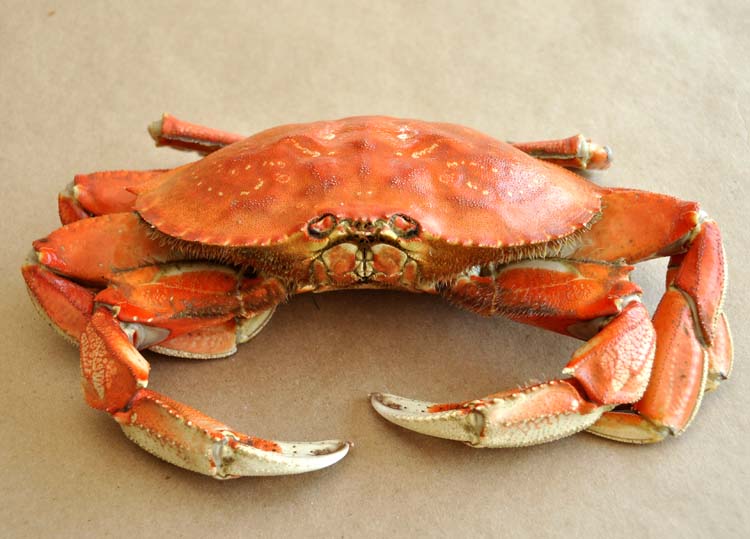 cleaned blue crab cleaned blue crab